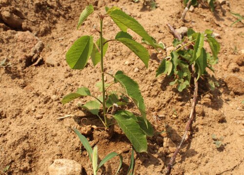 樱桃什么季节种植合适