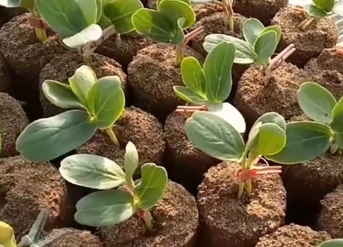 西瓜什么季节种植合适