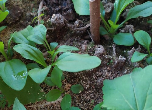 紫苏什么季节种植合适