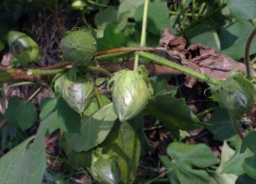 棉花什么季节种植合适