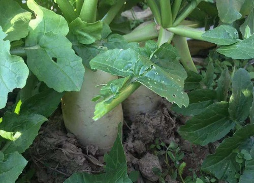 白萝卜什么季节种植合适