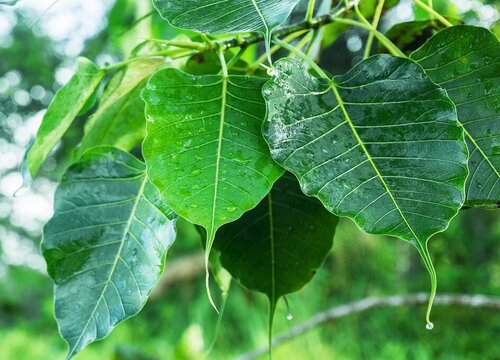 寺院适合种什么树