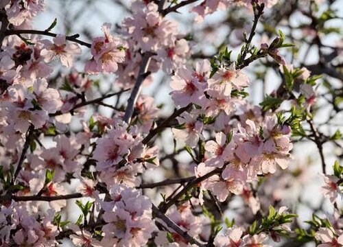 院子里适合种什么树