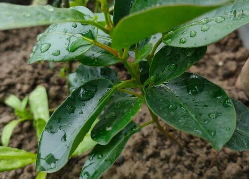 茉莉花配土方法与种植土壤