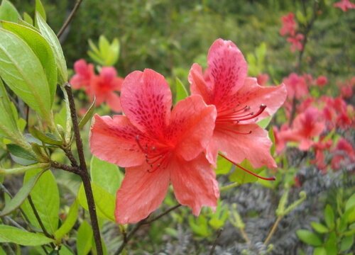 映山红配土方法与种植土壤