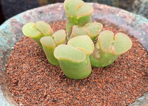 肉锥配土方法与种植土壤