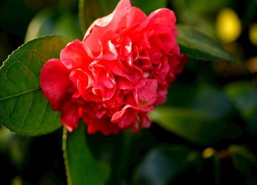 茶花配土方法与种植土壤