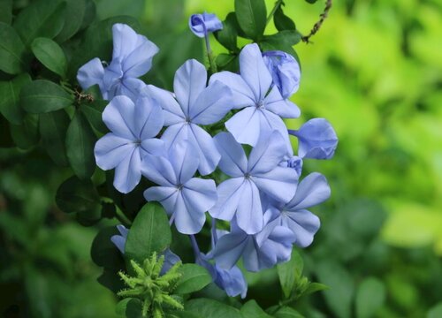 蓝雪花配土方法与种植土壤