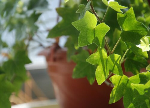 常春藤配土方法与种植土壤