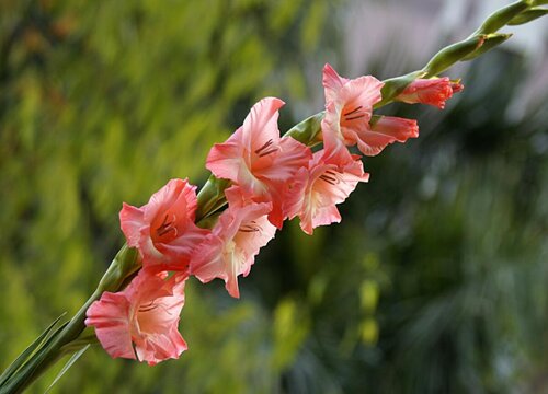 菖蒲配土方法与种植土壤