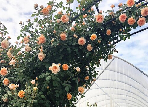 藤本月季配土方法与种植土壤