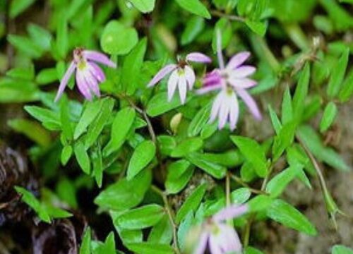 半边莲配土方法与种植土壤