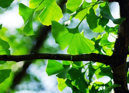 银杏配土方法与种植土壤