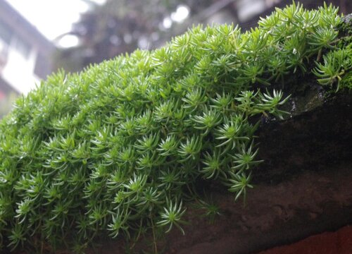 佛甲草配土方法与种植土壤