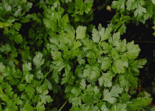 香菜和延髓是一种菜吗