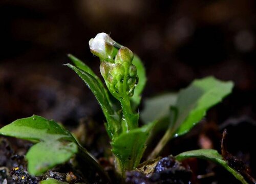 芥菜和雪里红是一种菜吗