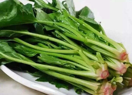 菠菜几月份种合适