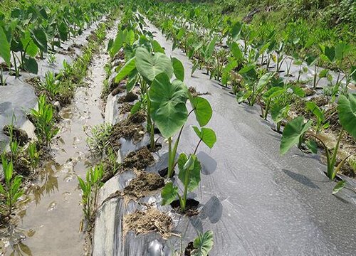 芋头几月份种合适