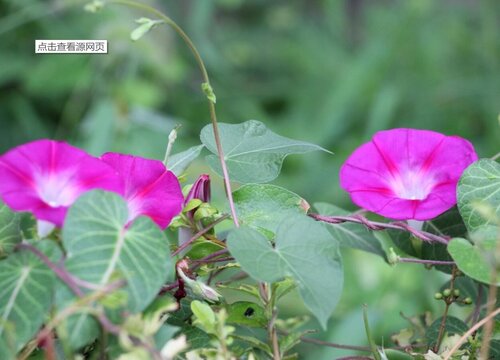 牵牛花几月份种合适