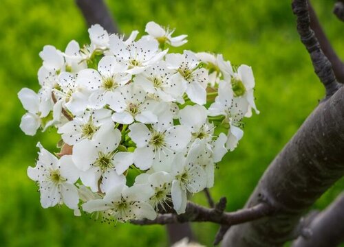 梨花喜欢阳光吗