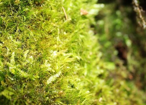 苔藓生长温度是多少度