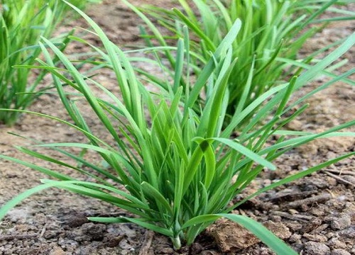 菲菜生长温度是多少度