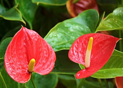 红掌花喜欢阳光吗