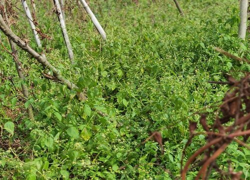 山药追肥用什么肥料好