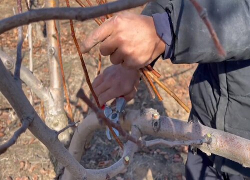 山楂树什么时候剪枝合适