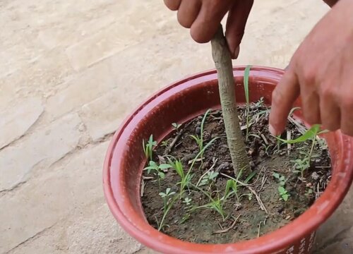 白兰花什么时候剪枝合适