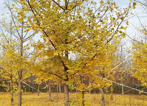 新疆适合种什么树