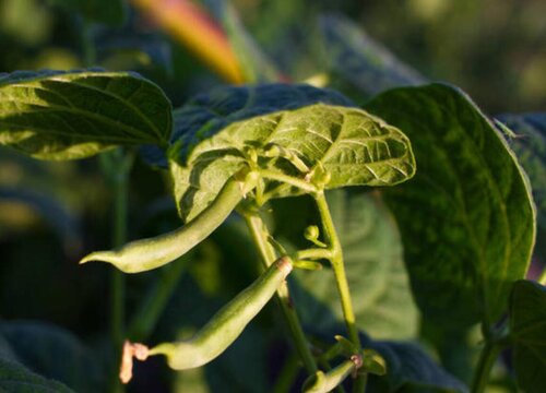 种四季豆用什么肥料好