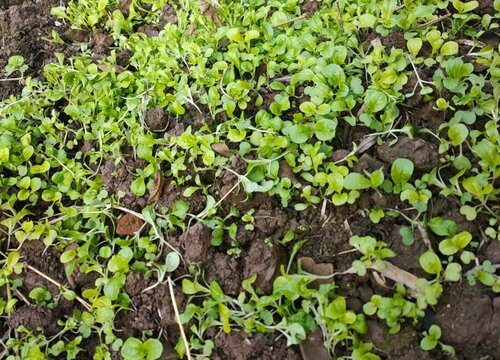 生菜种植间距是多少