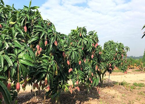 芒果树种植间距是多少