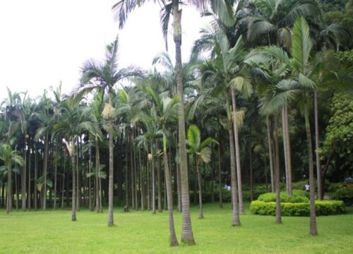 槟郎种植间距是多少