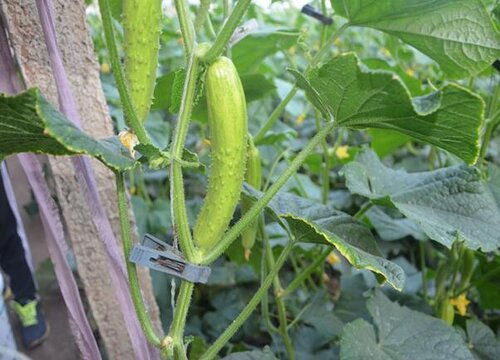 黃瓜种植间距是多少