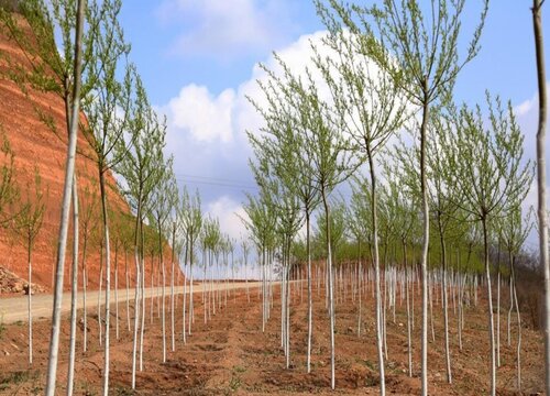 行道树种植间距是多少