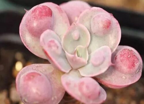 多肉雨滴怎么养出状态