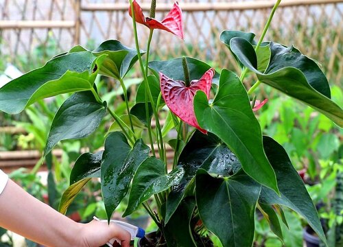 红掌花浇什么肥料合适