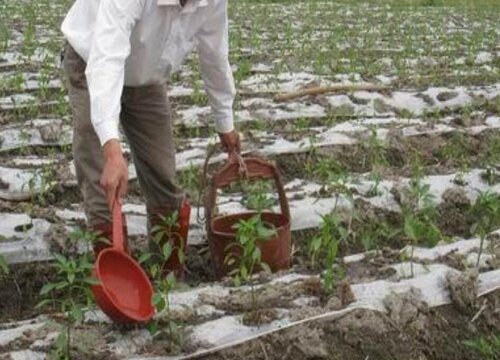 青椒浇什么肥料合适