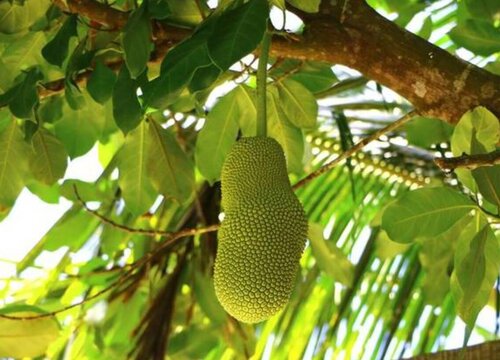 菠萝蜜生长在哪里