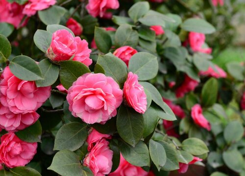 茶花花期怎么养护管理