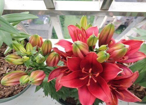 百合花花期怎么养护管理