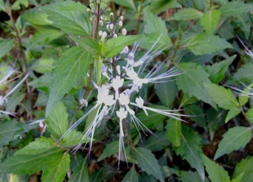 猫须草生长在哪里