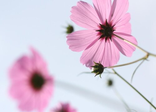 格桑花生长在哪里