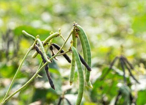 绿豆生长在哪里