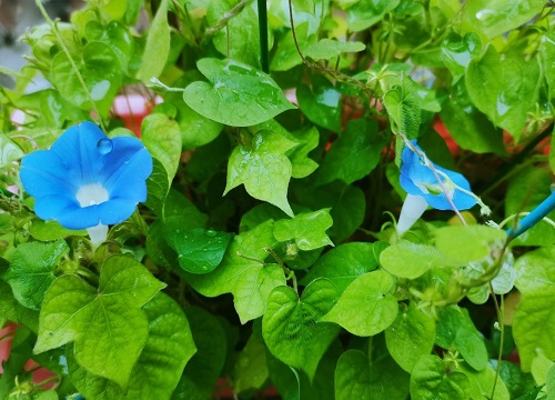 牵牛花几天浇一次水 春夏秋冬各不同