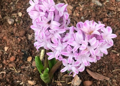 风信子几天浇一次水 春夏秋冬各不同