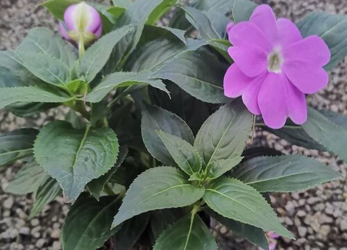 凤仙花几天浇一次水 春夏秋冬各不同