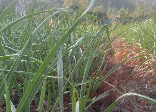 大蒜几天浇一次水 春夏秋冬各不同